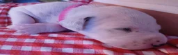 Dalmatian dogs for sale: Dalmatian puppies - Advert 7