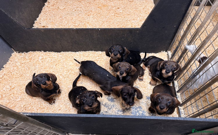 Dachshund dogs - Advert 14