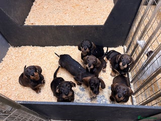 Dachshund dogs - Advert 31