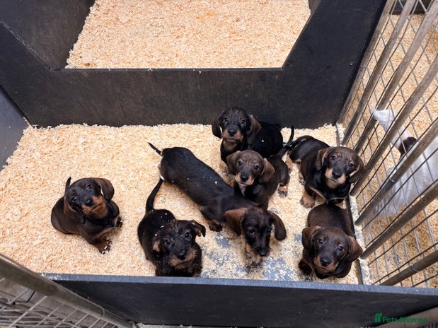 Dachshund dogs - Advert 15