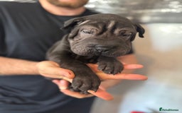 Shar Pei dogs for sale: 2 boys left full shar pei - Image 9