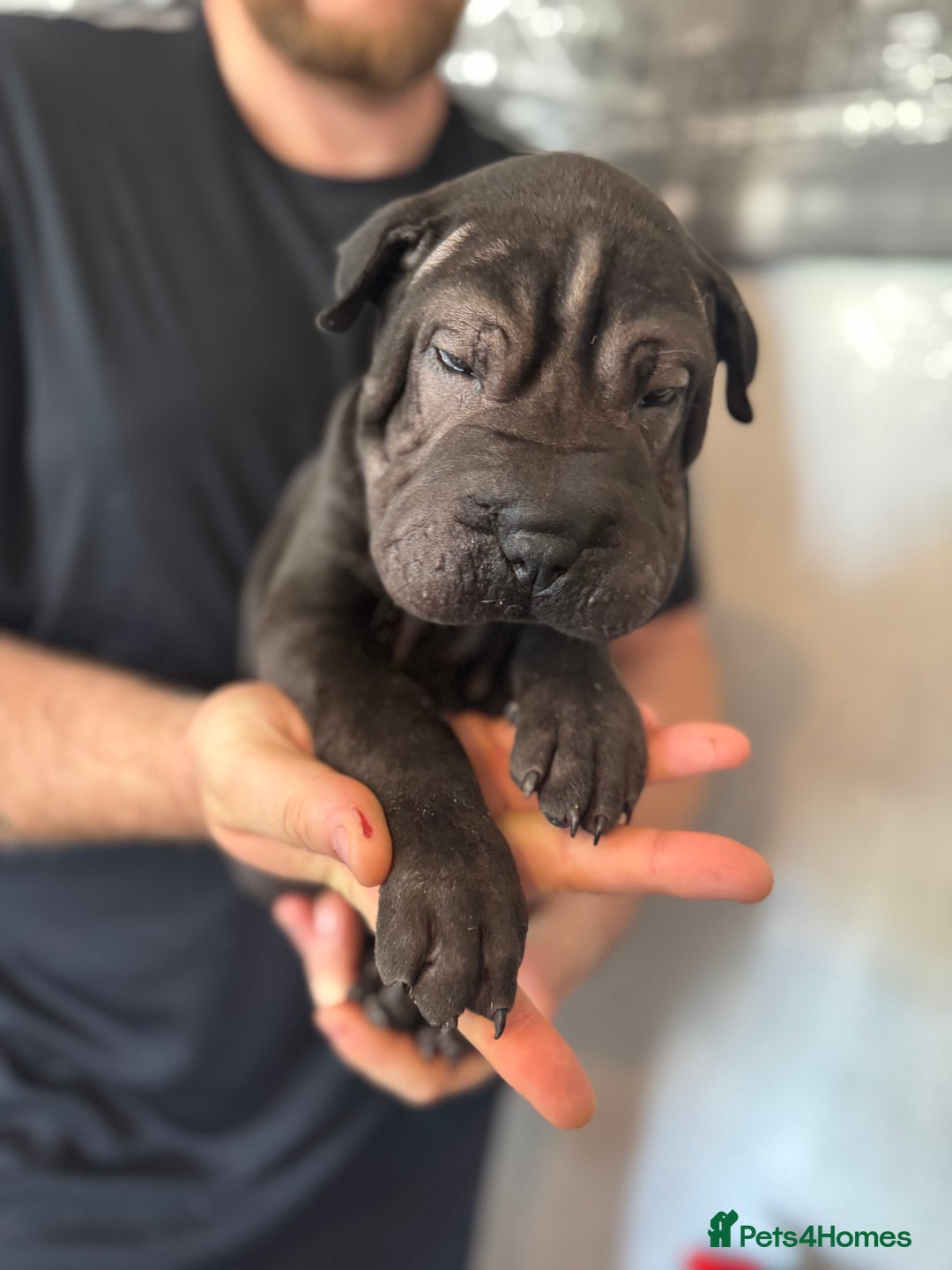 Shar Pei dogs for sale: 2 boys left full shar pei - Image 9