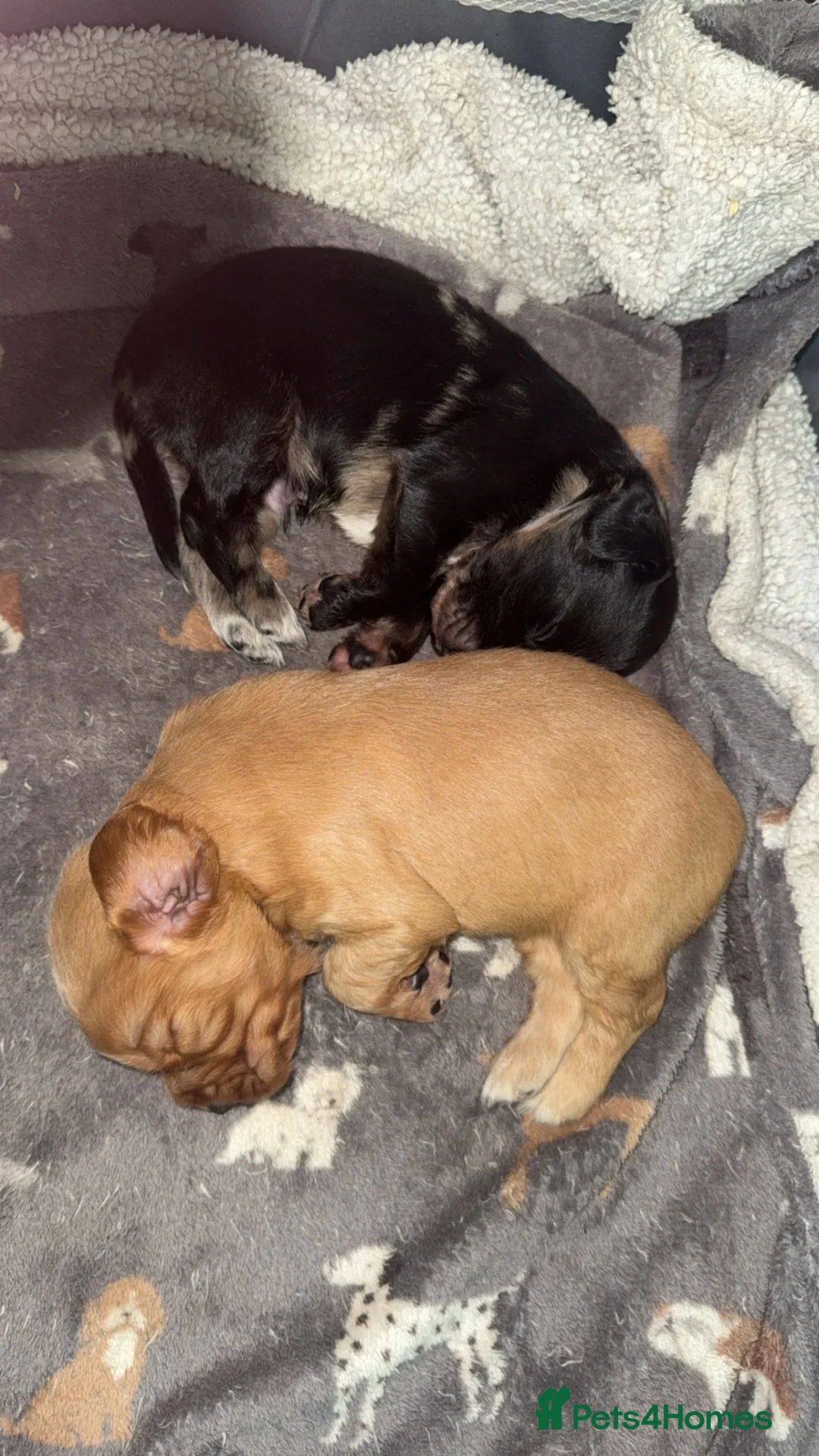 Cocker Spaniel dogs for sale: 4 Beautiful mixed line cocker spaniel puppies 🐶 - Advert 15