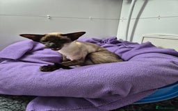 Siamese cats for stud: Seal Point Siamese at stud in Burnley - Image 3