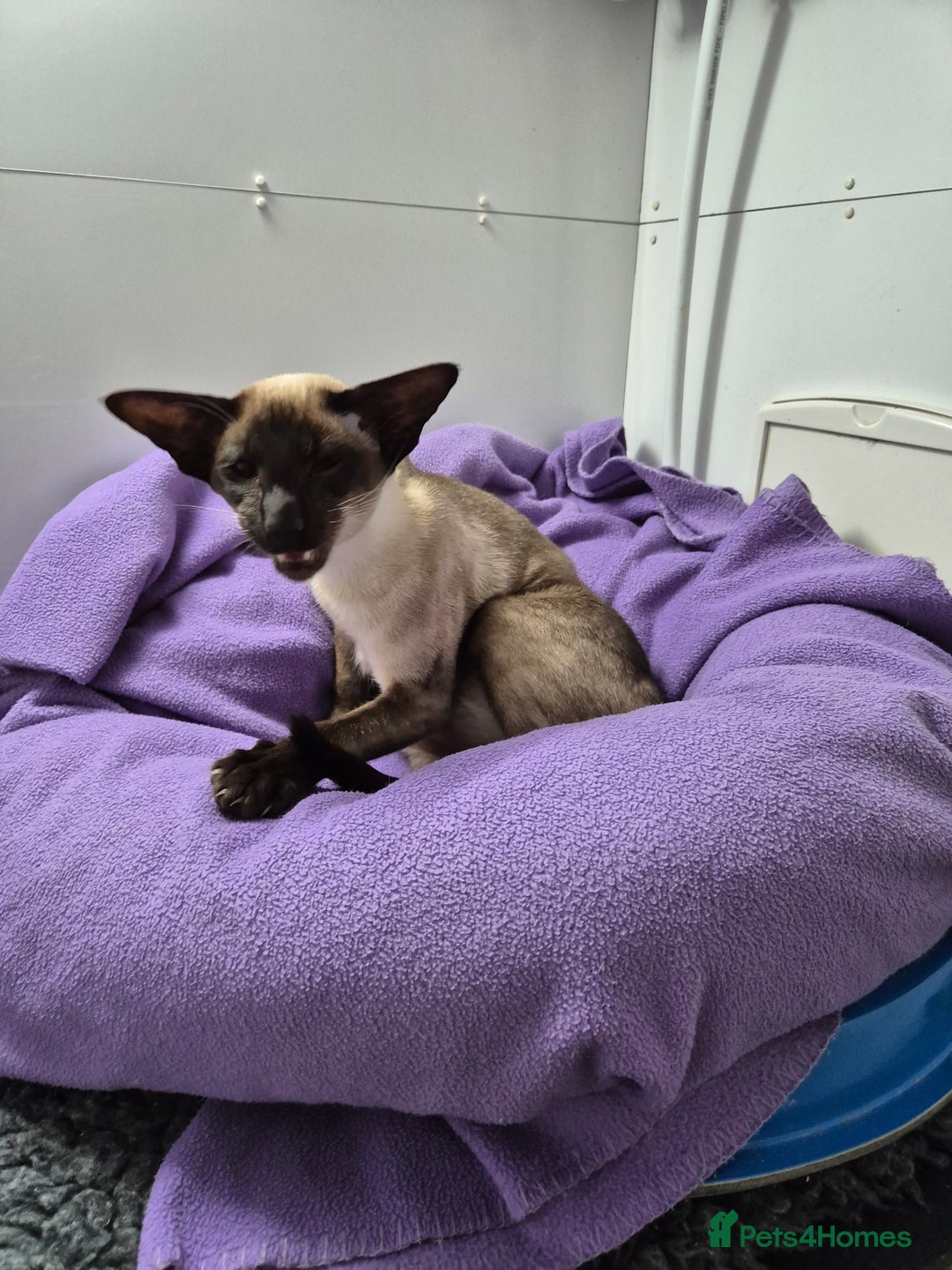 Siamese cats for stud: Seal Point Siamese at stud in Burnley - Image 3