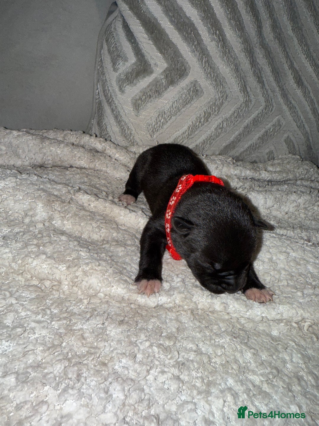Mixed Breed dogs for sale: Cane corso mix Akita  - Image 8