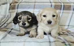 Miniature Dachshund dogs for sale: Mini dachshunds, long haired cream girls - Image 1