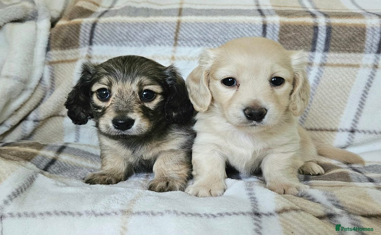 Miniature Dachshund dogs - Advert 1