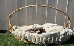 Whippet dogs for sale: Beautiful pedigree whippet puppies  - Image 5