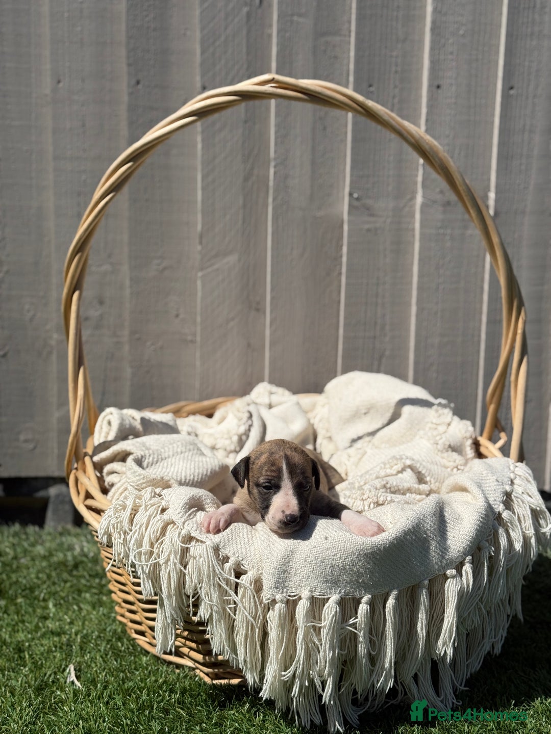 Whippet dogs for sale: Beautiful pedigree whippet puppies  - Image 5