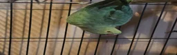 Ringnecks birds for sale: group of 3 green ringnecks - Advert 2
