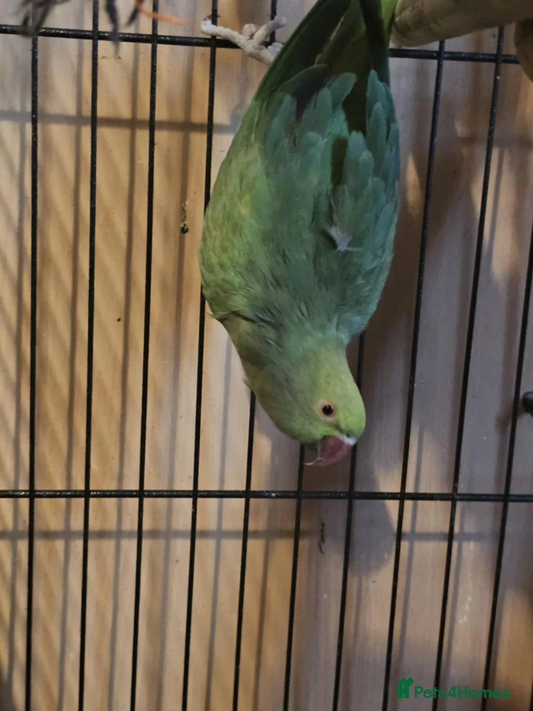 Ringnecks birds for sale: group of 3 green ringnecks - Advert 2