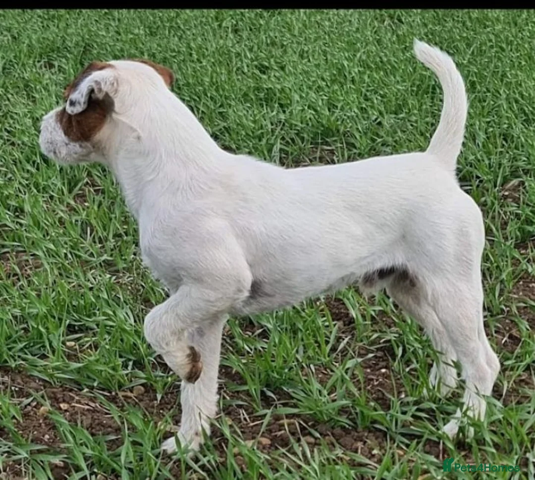 Parson Russell dogs for sale: Quality Parsons Russell Terrier Puppies - Advert 12