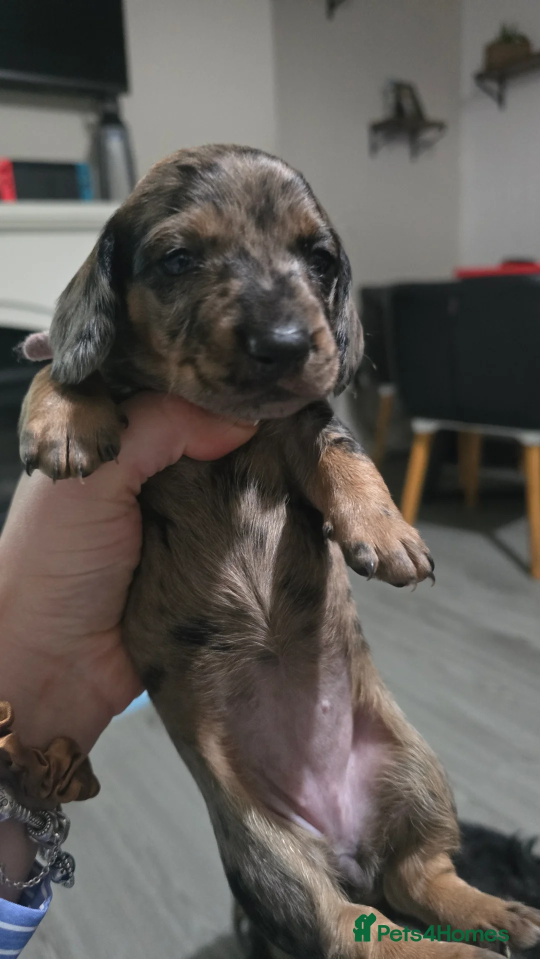 Dachshund dogs for sale: 4 beautiful dachshund puppies  - Advert 6