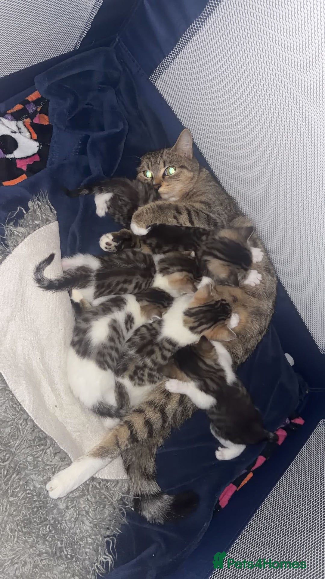Mixed Breed cats for sale: 5 kittens needing loving home  - Advert 11