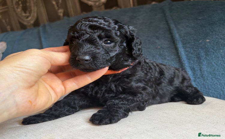 Miniature Poodle dogs - Advert 4