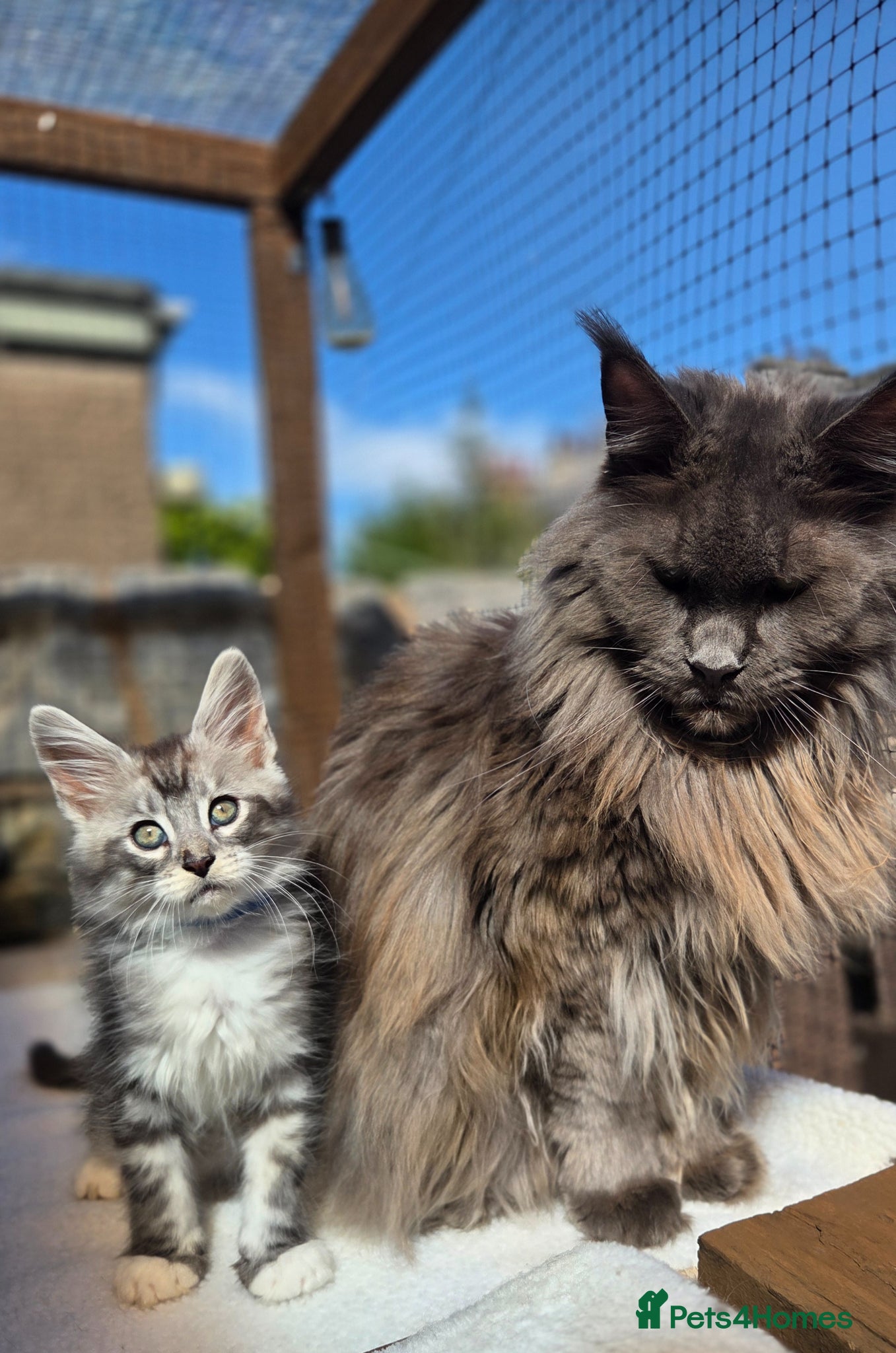 Maine Coon cats LAST 2 Purebreed Russian Bloodline Maine coon - Advert 2