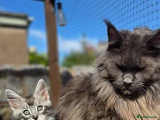 Maine Coon cats Last One Purebreed Russian Bloodline Maine coon - Advert 7