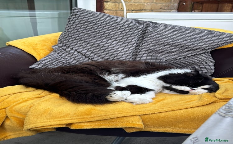 British Longhair cats - Advert 2