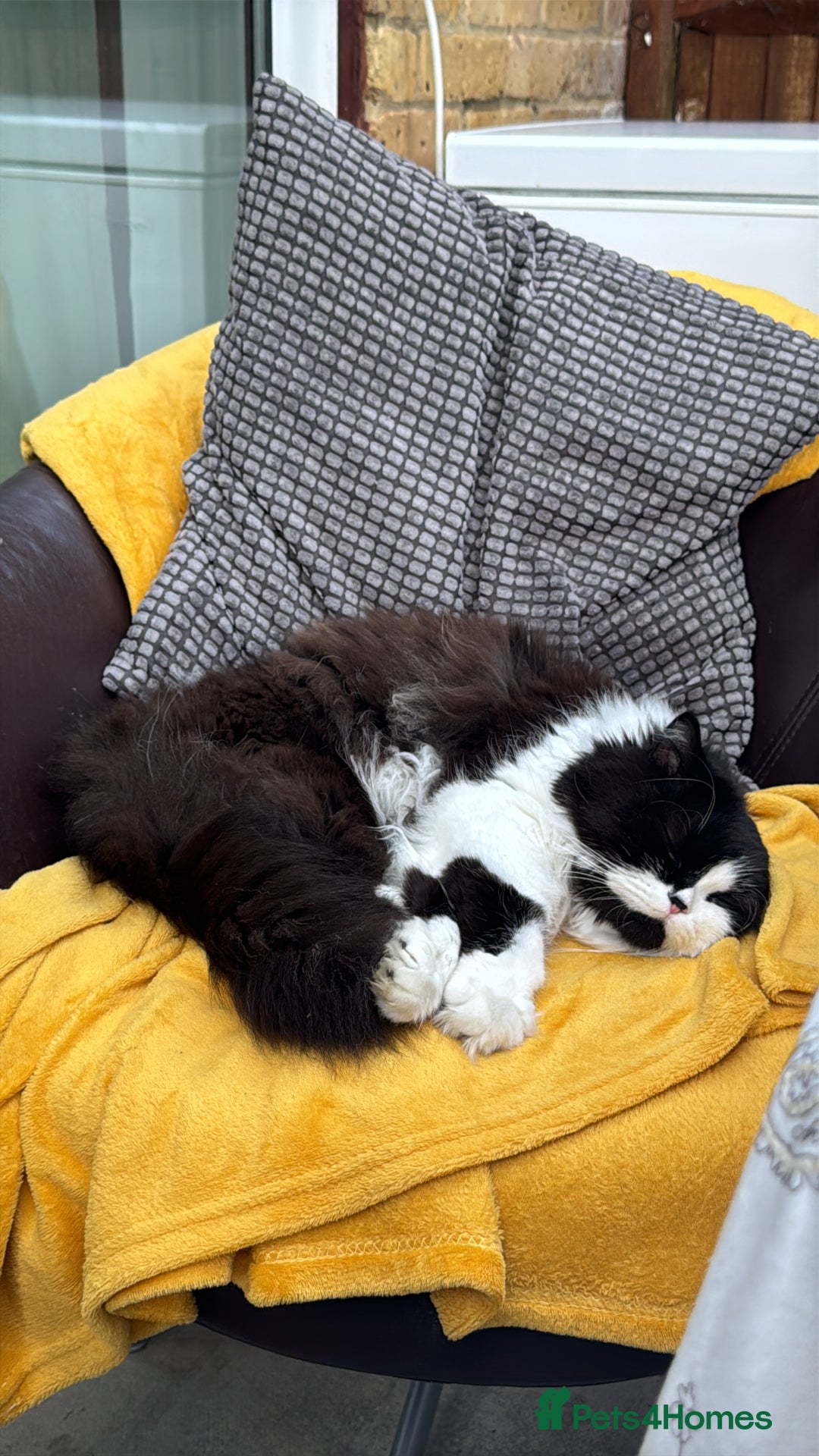 British Longhair cats for sale: British long hair - Image 1