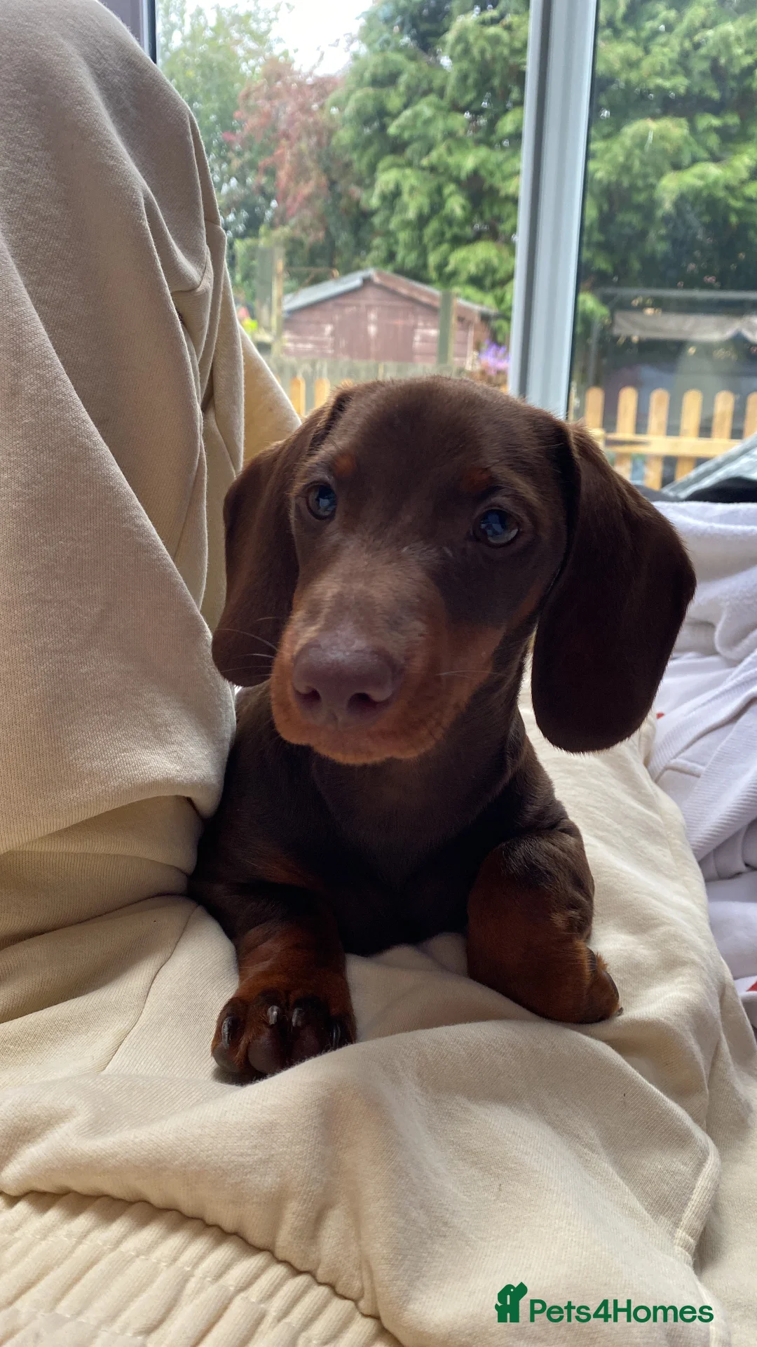 Miniature Dachshund dogs for sale: Miniature dachshund  - Advert 7