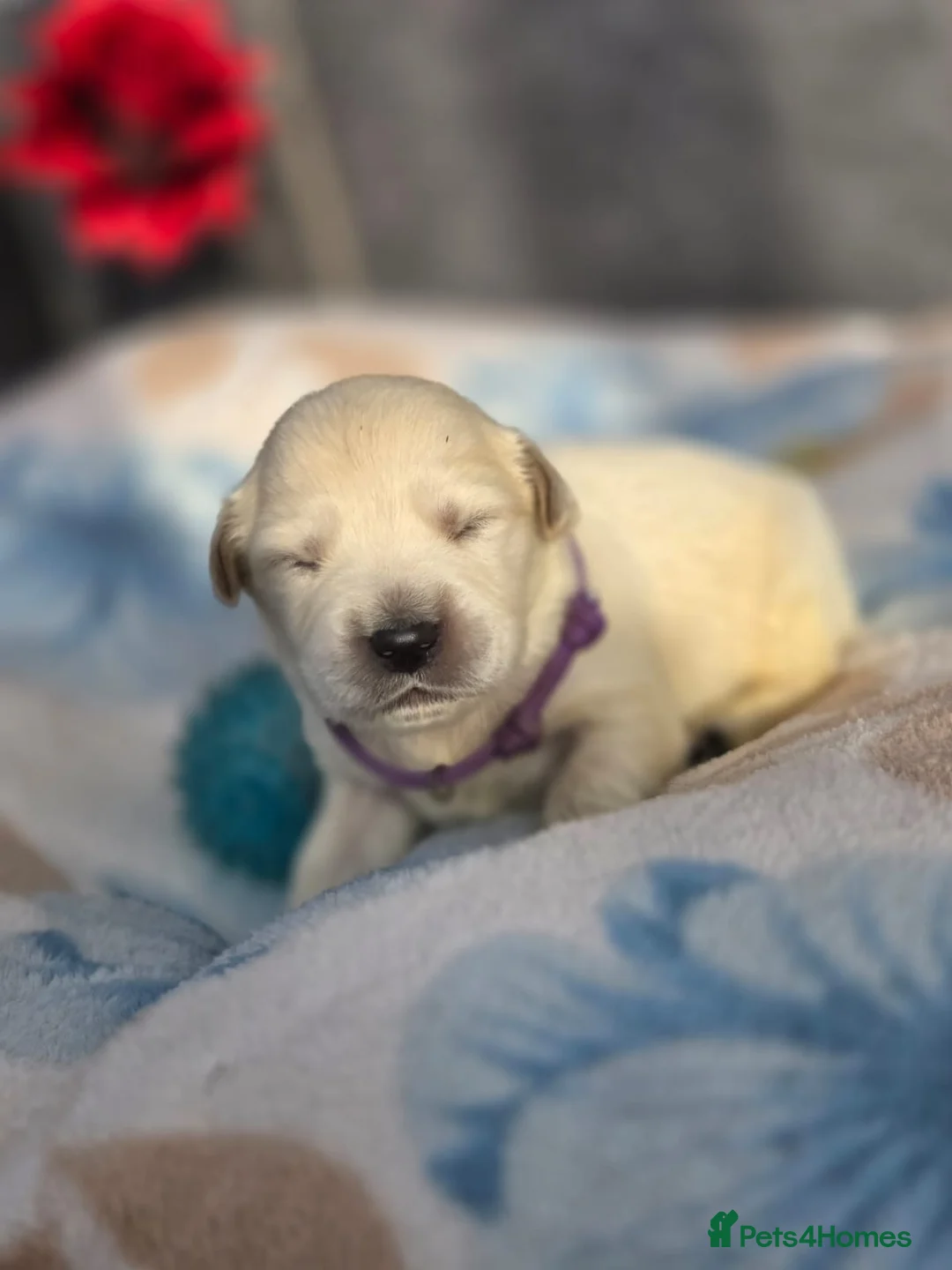 Golden Retriever dogs for sale: Beautiful kc golden retriever pups - Advert 30