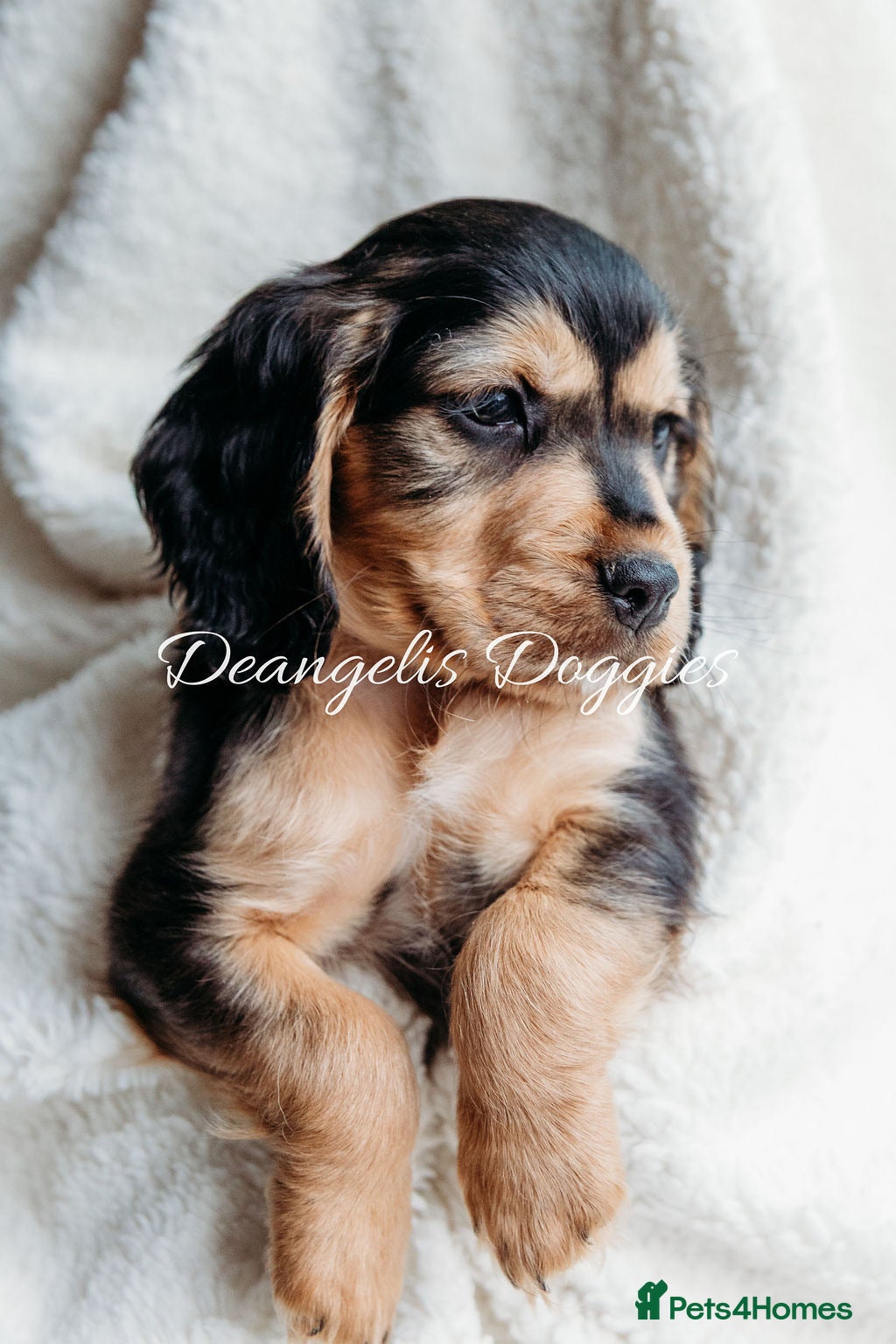 Mixed Breed dogs Mini Golden retriever ( Dakota sport retriever) - Advert 4