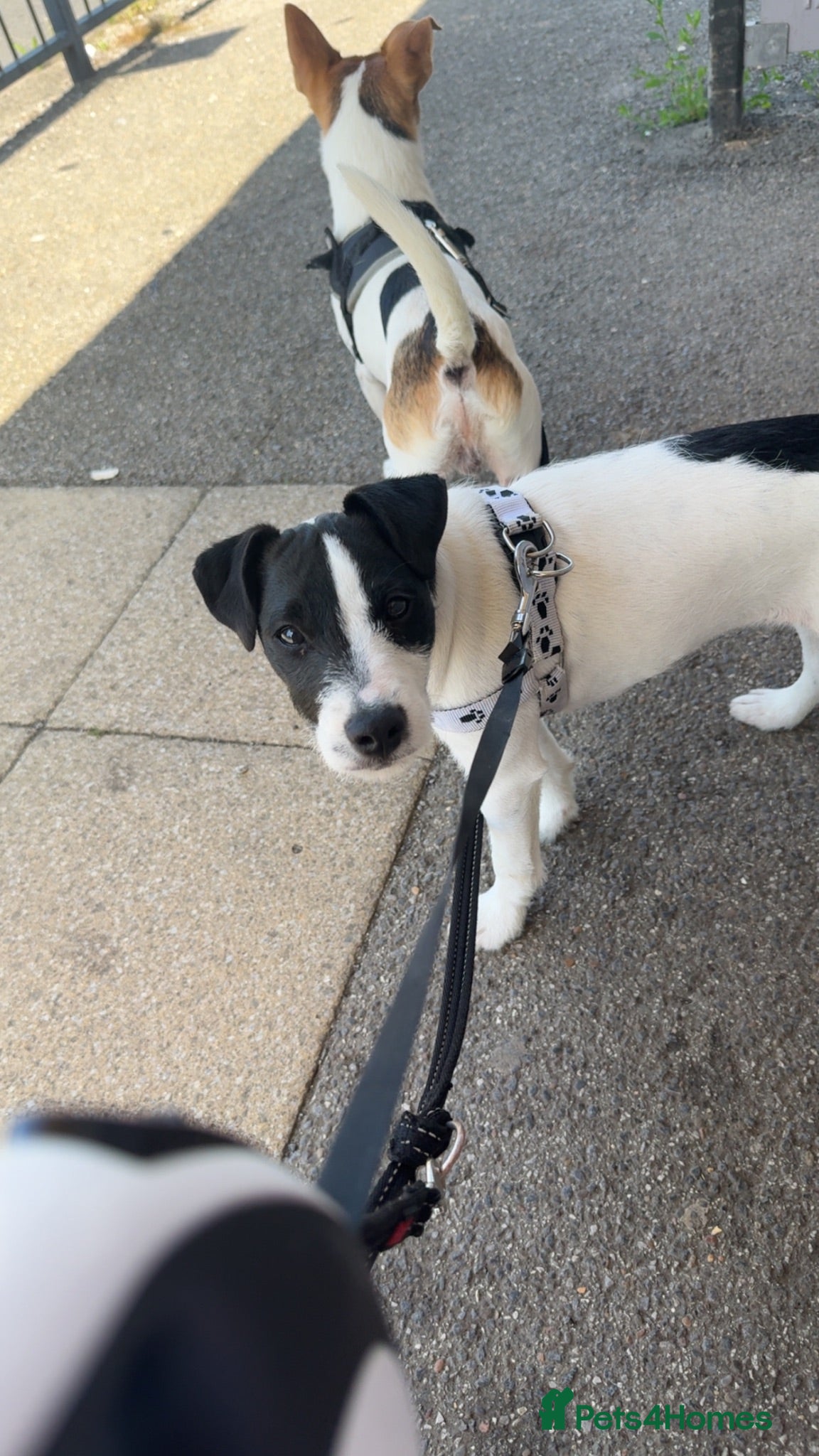 Jack Russell dogs 7 month old jack Russell  - Advert 2