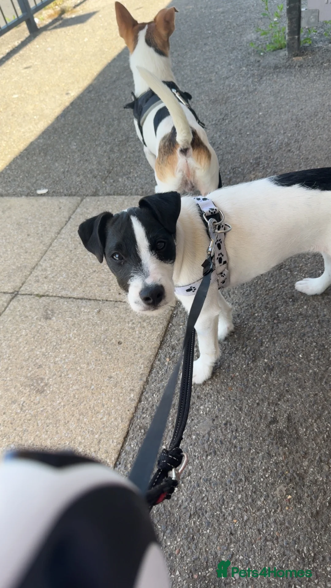 Jack Russell dogs for sale: 7 month old jack Russell  - Advert 1
