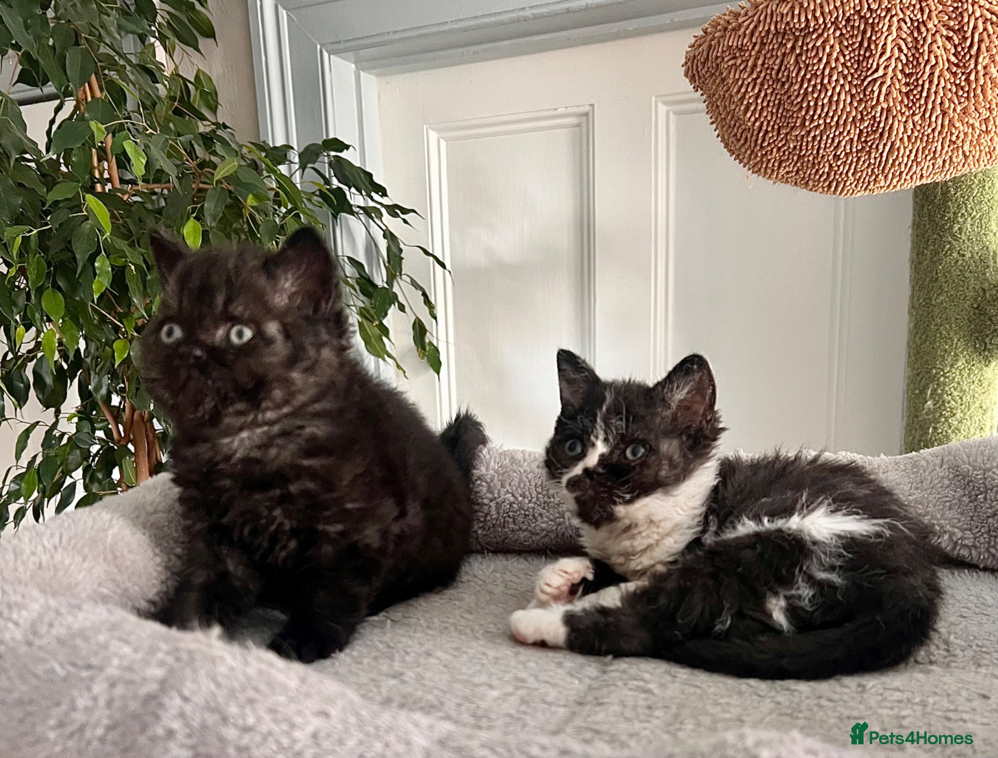 Selkirk Rex cats Stunning Selkirk Rex kittens - Advert 2