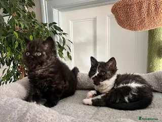 Selkirk Rex cats Stunning Selkirk Rex kittens - Advert 2