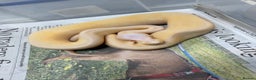 Python Snake reptiles for sale: Royal pythons  - Advert 10