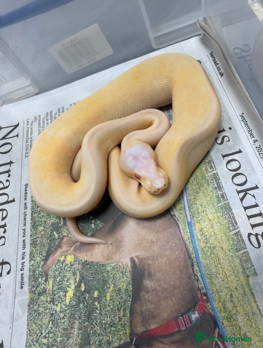 Python Snake reptiles for sale: Royal pythons  - Advert 10