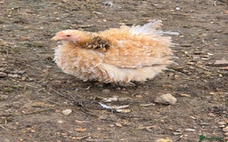 Chickens poultry for sale: Frizzle Pekin Pullet Growers  - Image 5