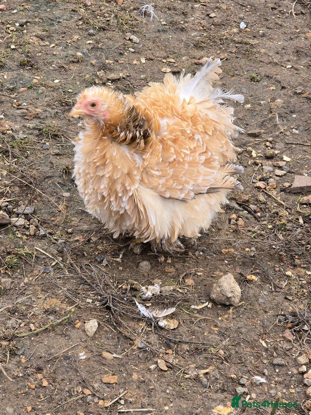 Chickens poultry for sale: Frizzle Pekin Pullet Growers  - Image 5