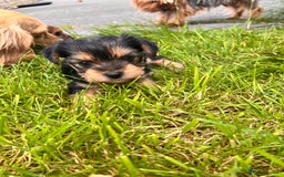 Yochon dogs for sale: Millie’s first litter  - Image 4