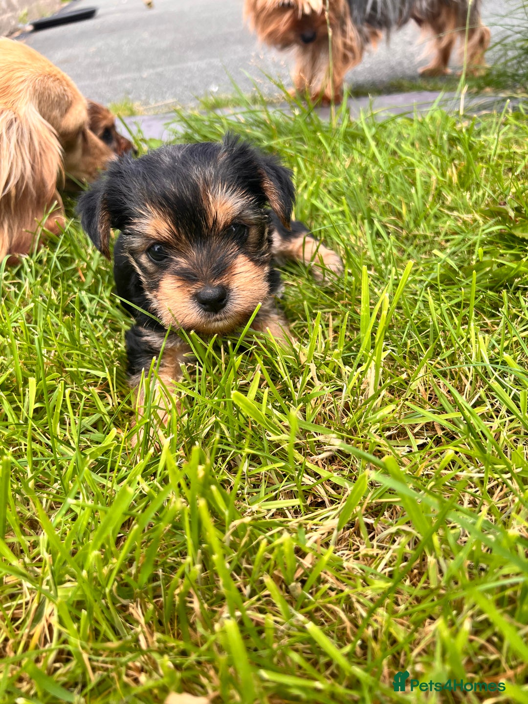 Yochon dogs for sale: Millie’s first litter  - Image 4