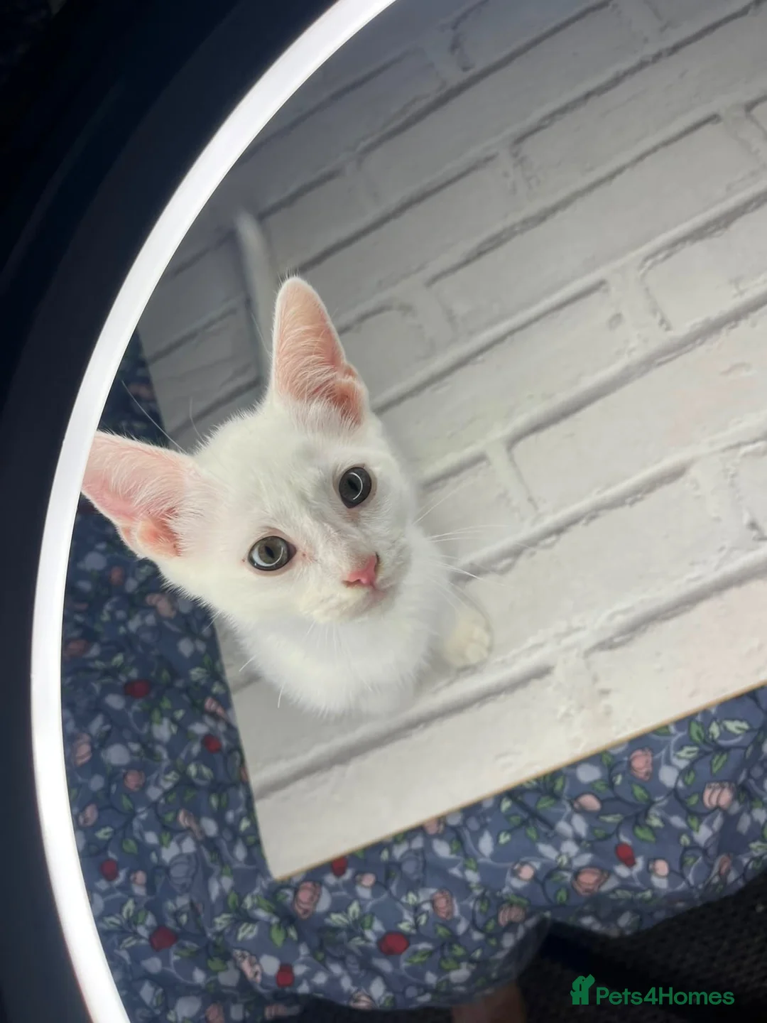 Mixed Breed cats for sale: Turkish Angora Cross  - Advert 2