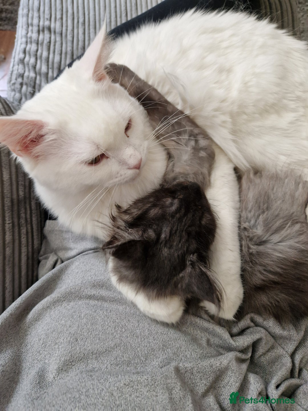 Maine Coon cats for sale: Maine coon x ragdoll male - Image 3