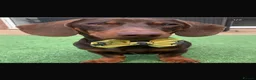 Miniature Dachshund dogs for sale: Superb quality KC registered Miniature Dachshunds - Advert 11