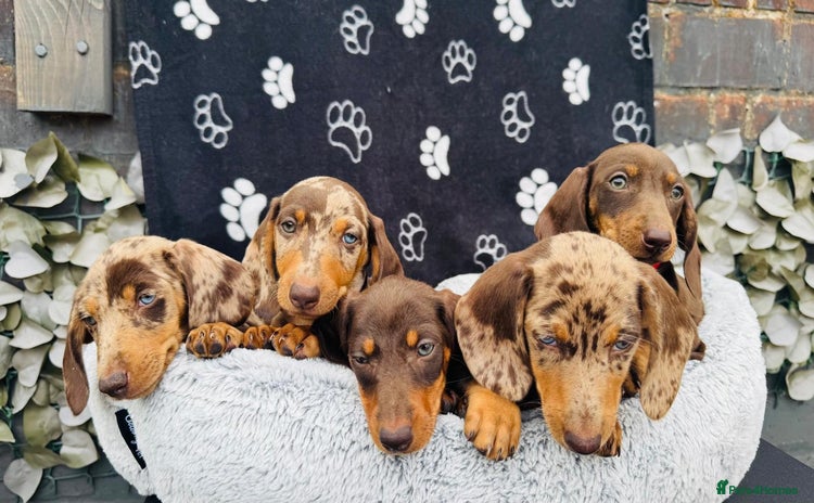 Miniature Dachshund dogs - Advert 1