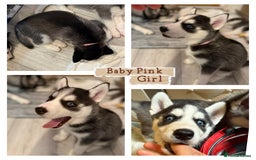 Siberian Husky dogs for sale: Strong Chunky Siberian Husky puppy’s  - Image 5