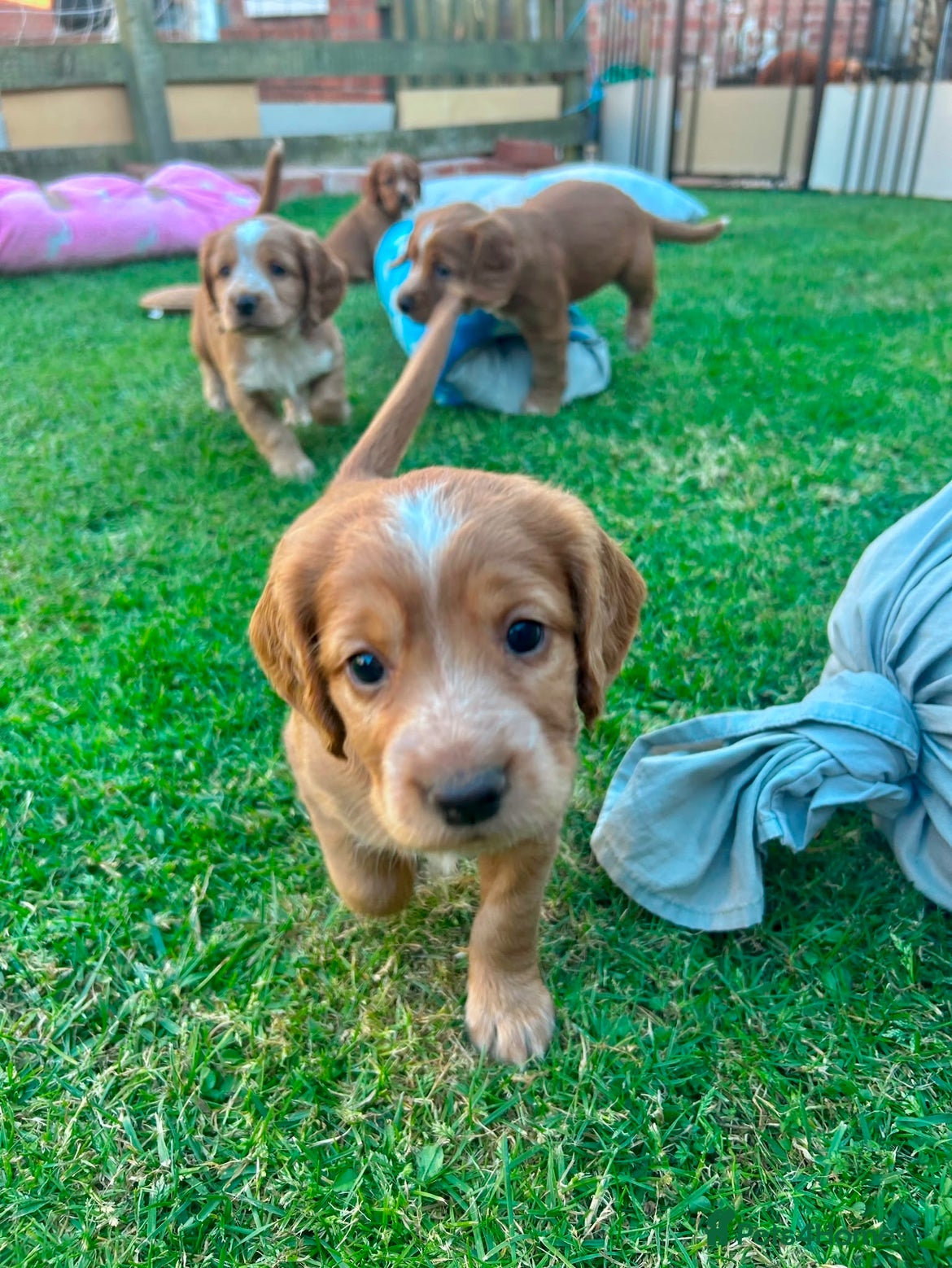 Cocker Spaniel dogs for sale: ✨Gorgeous Golden Working Cocker Girls Ready Soon!✨ - Advert 3