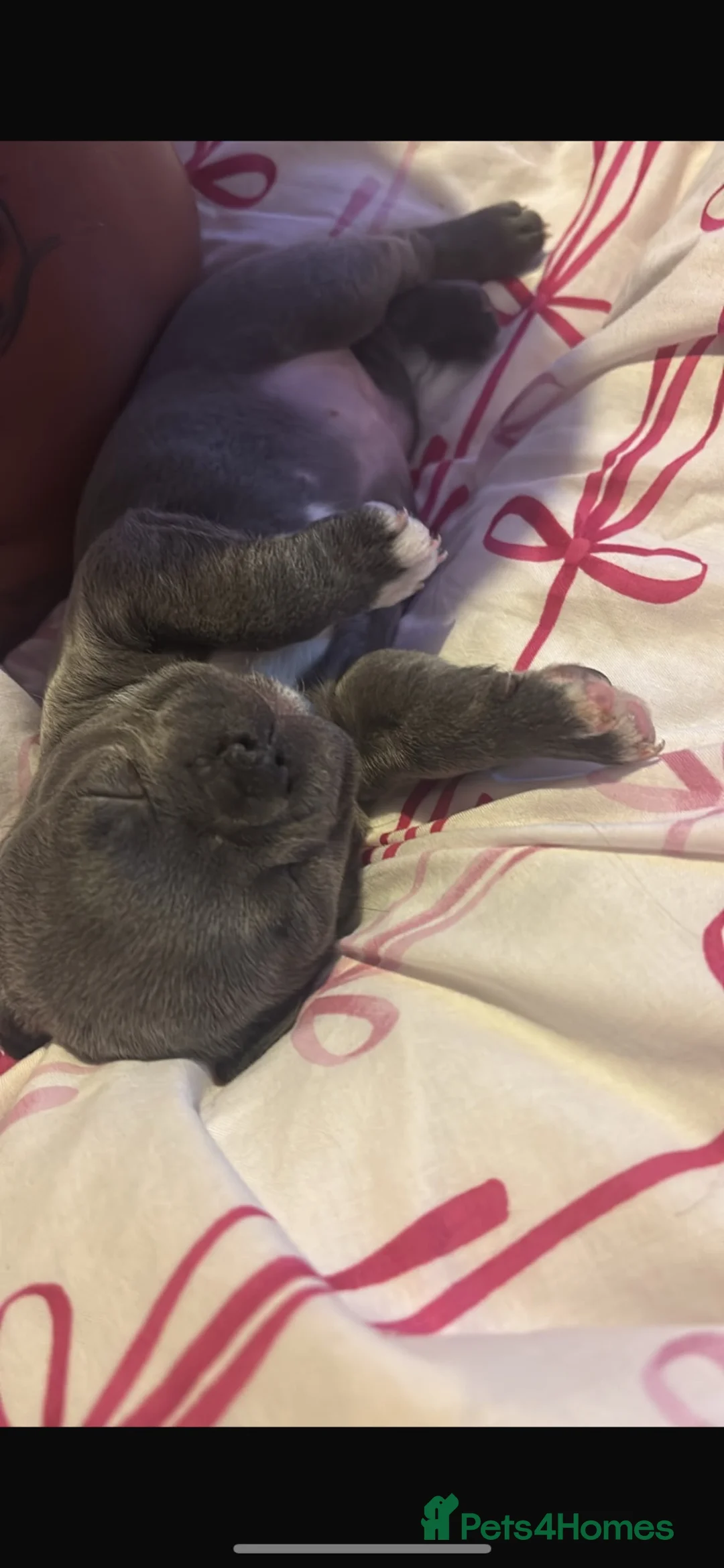 French Bulldog dogs for sale: 10 week old french bulldog female puppy  - Advert 7