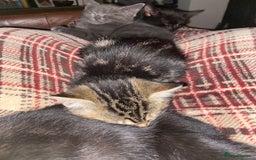 Mixed Breed cats for sale: Beautiful Kittens - Image 4