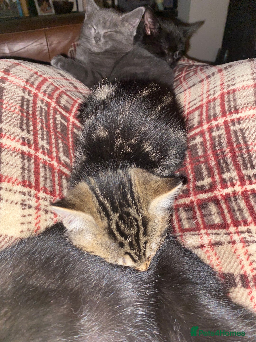Mixed Breed cats for sale: Beautiful Kittens - Image 4