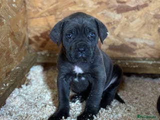 Cane Corso dogs Cane Corso puppy’s - Advert 6