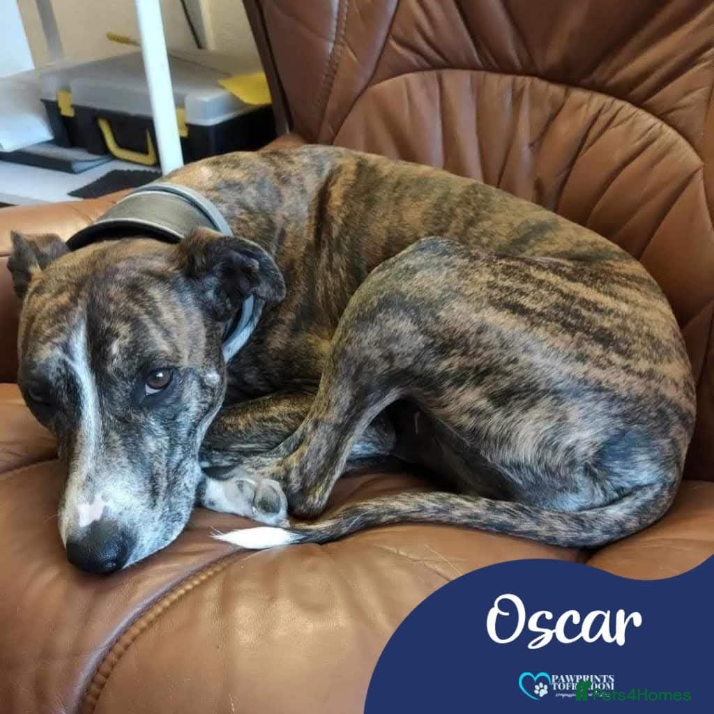 Mixed Breed dogs Meet Oscar, currently residing in Oxfordshire  in Abingdon - Advert 20