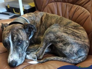 Mixed Breed dogs in Abingdon - Advert 18