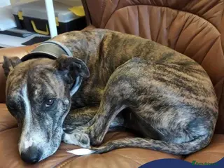 Mixed Breed dogs Meet Oscar, currently residing in Oxfordshire in Abingdon - Advert 8